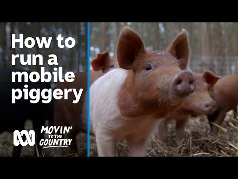 How to run a sustainable, ethical, mobile piggery ๐ท๐ฅ | Movinโ To The Country | ABC Australia