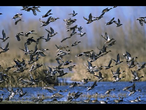 Утиный рай. Как мужики из далекой Сибири на охоту ходили.