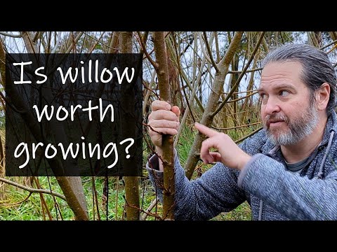 Willow vs alder coppice for free firewood forever!