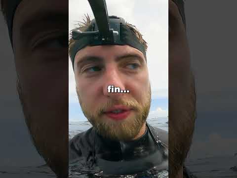 how to Survive Shark Infested Water...