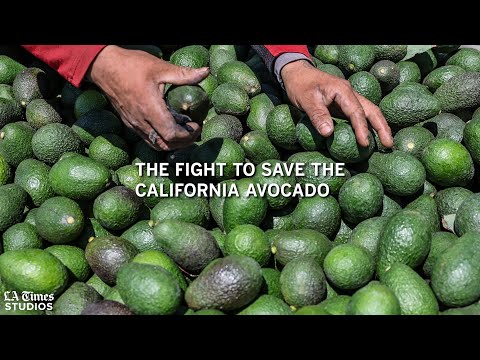 The fight to save the California avocado