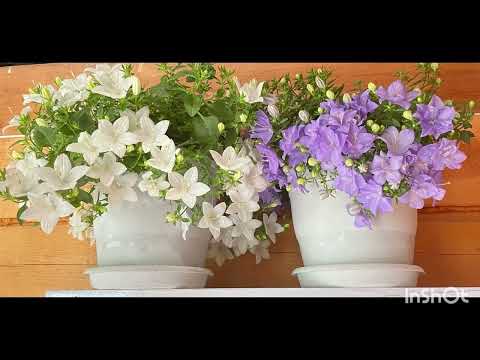 Как вырастить цветок семейного счастья #кампанула