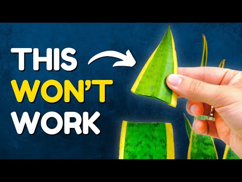 I Wish I Knew These Propagation Tips 5 Years Ago