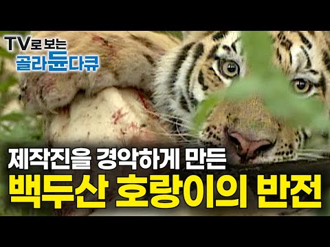 1년 6개월간의 치밀한 잠복! 한반도에 사라진 시베리아 호랑이 추적했더니.. 제작진을 경악하게 만든 반전｜시베리아 호랑이의 최후｜명품 자연 다큐멘터리｜다큐프라임｜#골라듄다큐