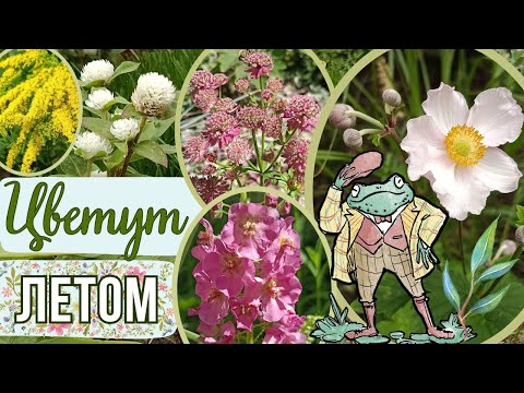 Оригинальные многолетние цветы и декоративные кустарники для сада. Обзор сортов. Летнее цветение.