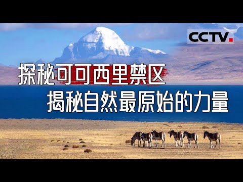 探秘可可西里：生命禁区的背后 竟藏着如此震撼的自然密码！【CCTV纪录】