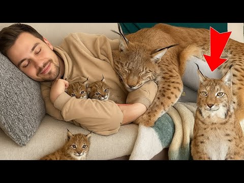 My Bobcat Returned… But This Time He Brought a Whole Family!