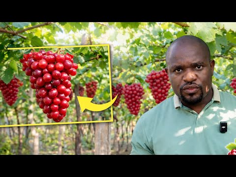 This Grape Is Making Farmers Millionaires in Nigeria