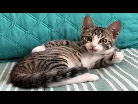 Funniest Cats and Dogs Videos 🐶🐱 2025 Try Not To Laugh😜