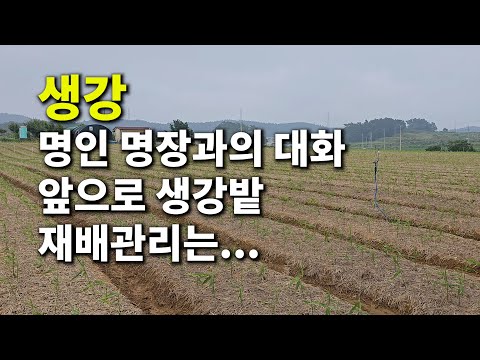 "생강" 명인 명장님과의 대화 앞으로 생강밭 재배관리는...