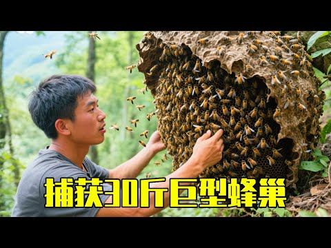 小成哥再破记录！超大巨型30斤蜂巢！数百万虎头蜂全部捕获！#蜜蜂#虎头蜂