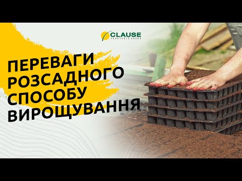 ЧОМУ ФЕРМЕР ОБРАВ РОЗСАДНИЙ СПОСІБ ВИРОЩУВАННЯ?