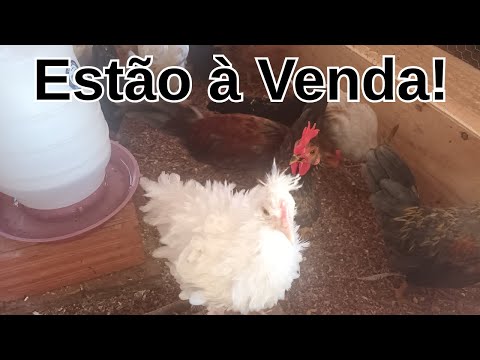 Pintinhos e Frangos Ornamentais à venda!!!