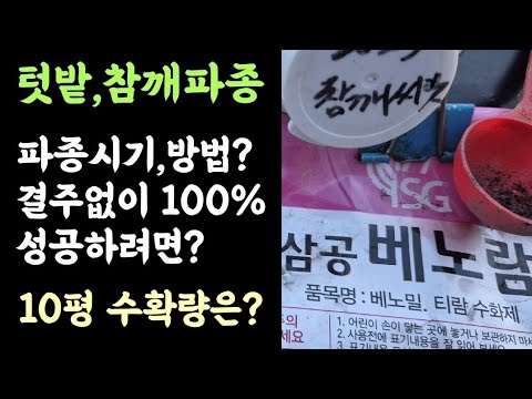 텃밭 참깨 파종 몇평쯤 재배햐면 자가소비용 가능할까? 저는 이렇게(?) 파종했습니다.