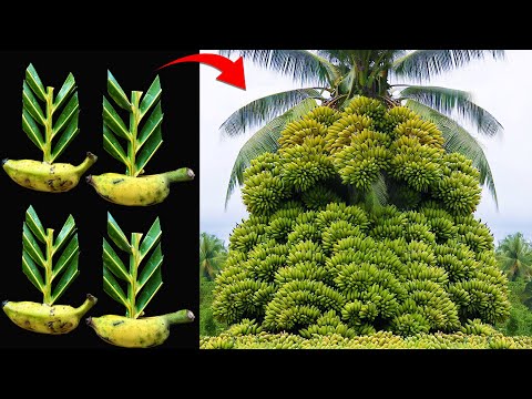Technique Grafting Banana Fruit With Coconut Leaves