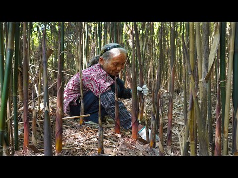 山上沒人要的小竹筍，2小時掰一麻袋，做筍乾能吃1年｜Grandma picks wild bamboo shoots to make traditional Chinese food｜玉林阿婆 美食