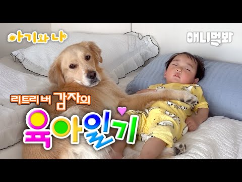 리트리버와 아기는 사랑이야 (태후 감자 우정 모음zip)ㅣRetriever And Baby Is LOVE (Taehoo And Gamja's Friendship)
