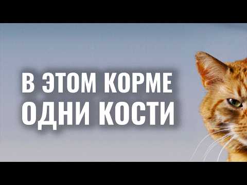 Как выбрать кошке хороший корм, а не отбросы мясопроизводства