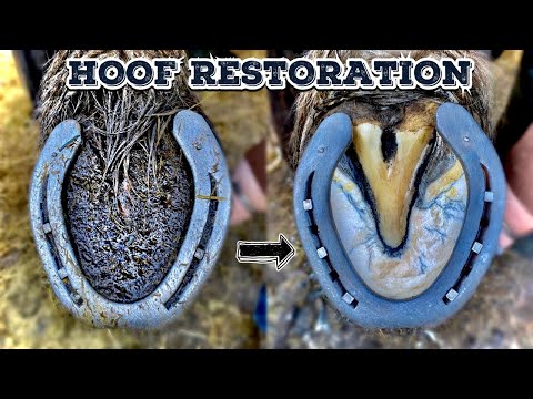 SHIRE HORSE - HOOF RESTORATION - HUGE FEET
