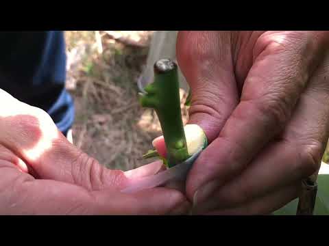 「聖德龍芒果」嫁接入園區。2022年11月20日
