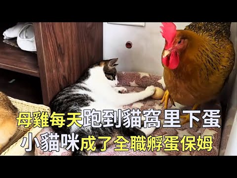 母雞每天去貓窩下蛋，讓幾隻貓給它帶孩子，只因家裡的貓咪是孵蛋的專業保姆【小奶狗觀影】