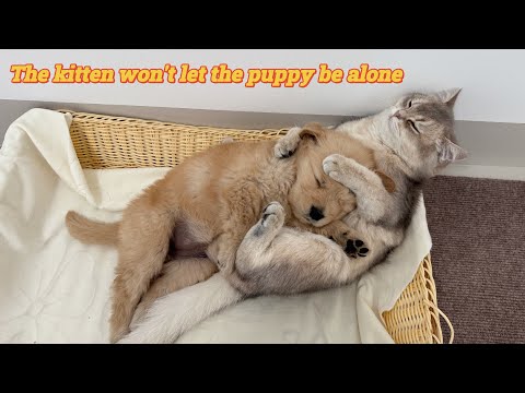 So healing and heartwarming!kitten coaxed the abandoned golden retriever puppy to sleep!Too funny.