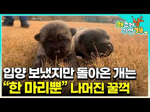 "I was planning to eat it from the beginning" I sent it for adoption and was shocked by the truth...