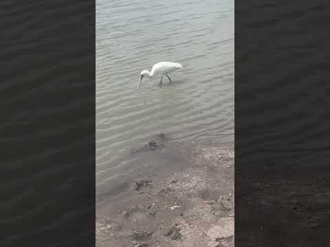 Spoonbill stock with an interesting fishing technique #wildlife #shorts