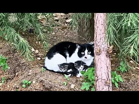 The mother cat doesn't want to come home with me, so I'll build them a warm nest in their territory.