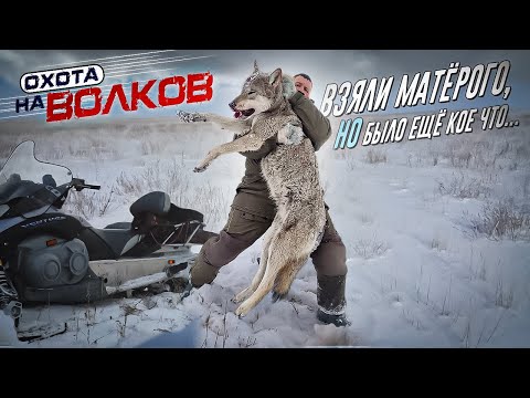 Добыли матерого волка!охота на волков.wolf hunting.