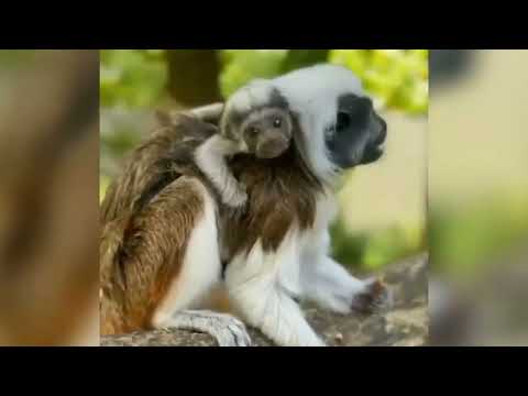 Tente não rir com esses animais mais engraçados