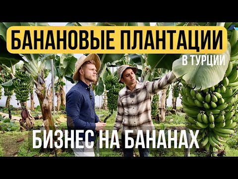 Как выращивают бананы в Турции | Сколько можно заработать на бананах | Бизнес в Турции