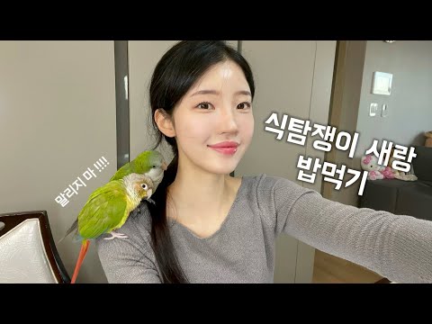 [앵무새 브이로그3]