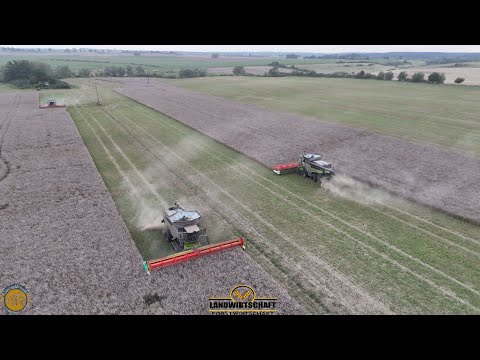 Schaffen wir es die Fläche in 2 Stunden fertig zu Dreschen? 3 Lexion 8600 in Special Lackierung  