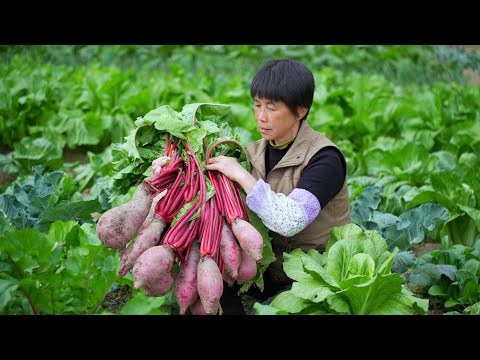 拔出一个个大红萝卜，做5道福建家乡味，Q弹咸鲜的菜头粿萝卜烙｜Large red radish