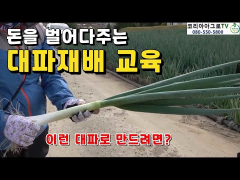 대파재배 교육