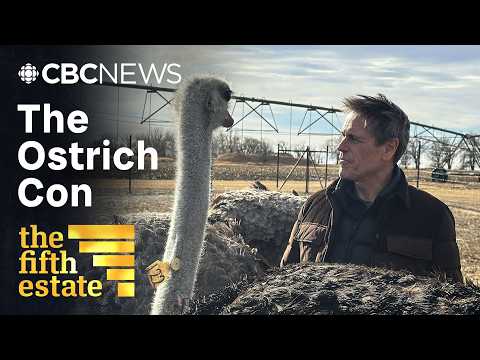The $7M cull: Inside the ostrich “freedom fight” | the fifth estate