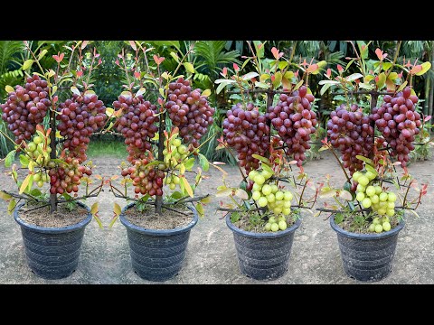 How to propagate grapes tree get more fruits than expected | How to grafting grapes tree