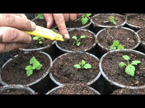 Planting raspberries from mother root. Super method!
