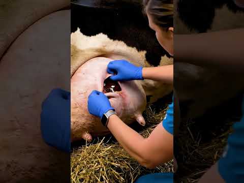 Emergency Horse Birth – Vet Saves Two Lives-part2 #animalrescue