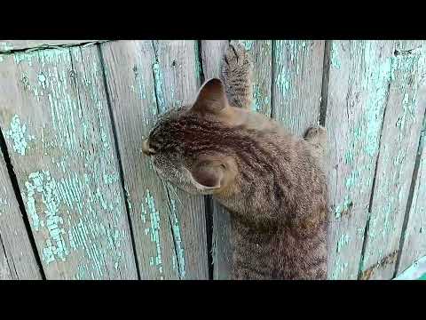 Жизнь в селе.Как на меня влияет мнение других