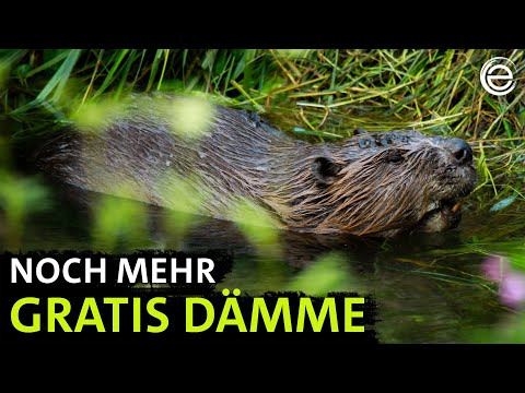 Return of the Beavers | Erlebnis Erde