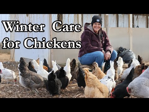 Winter Chicken Care 101: Protecting Your Flock from the Cold
