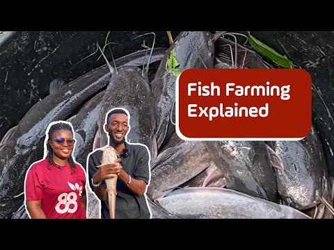 Fish Farming in Ghana: Tips, Ponds & No Water Change System