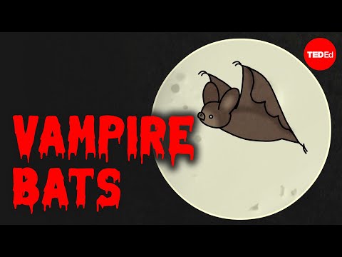 Are vampire bats dangerous? - Imran Razik