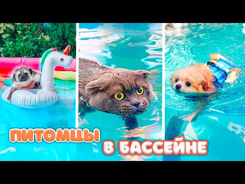 ALL THE PETS ARE SWIMMING IN THE POOL: CAT BUTTERS, DOG ALICE, AND HEDGEHOG BRUNO