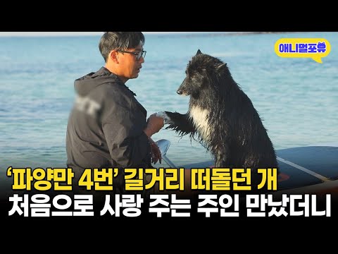 '파양만 4번' 더이상 사람을 안 믿던 떠돌이 개, 진심으로 사랑 주는 주인 만나자.. I KBS 동물극장 단짝 230527 방송