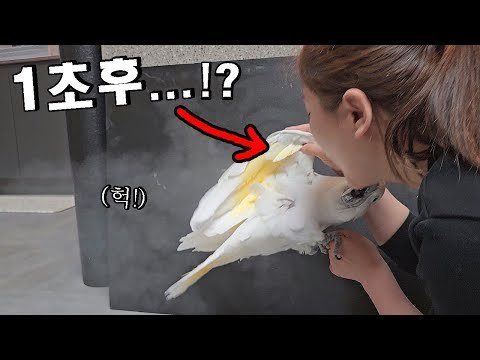 앵무새에게 바람을 강하게 불면 생기는 일...ㄷㄷ
