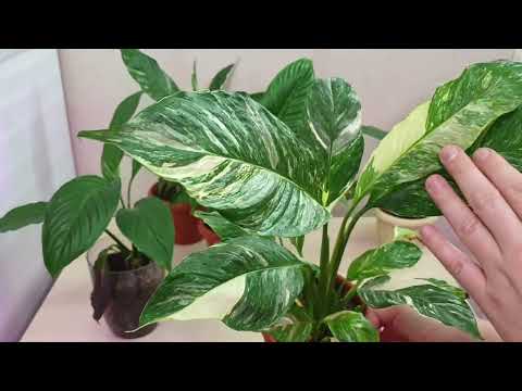 12. почему у спатифиллума сохнут листья  t.me/fdob59   vk.com/fdob59