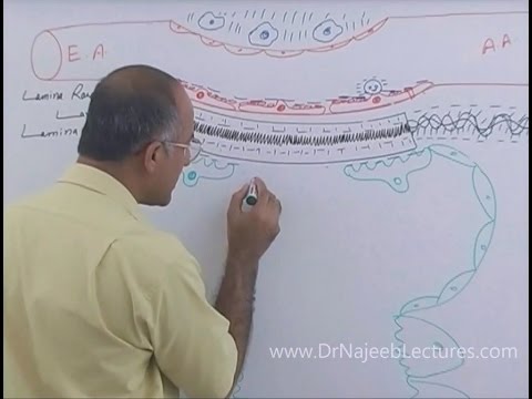 Function of Nephron in Kidney | Regulation of GFR | Renal System Physiology